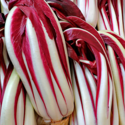 Radicchio tardivo