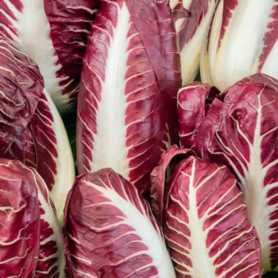 Radicchio precoce